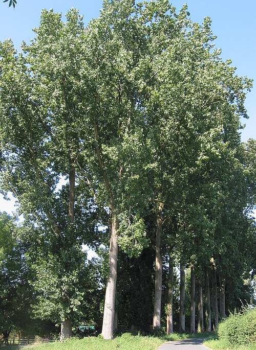 Populus × euramericana